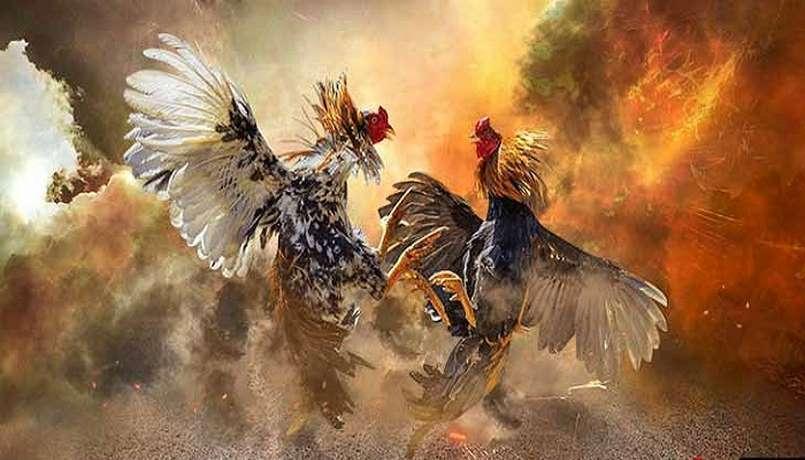 Giới thiệu sơ bộ đá gà casino
